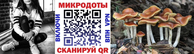 где можно купить наркотик  Ясногорск  Псилоцибиновые грибы Cubensis 